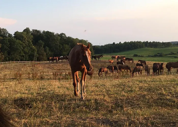 Дом отдыха Letniskowe Przy Lesie - 
